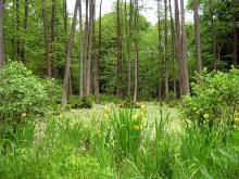 Bogactwo pogranicza czyli o przyrodzie i lasach Nadleśnictwa Bartoszyce