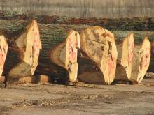 Submisja drewna cennego  w Nadleśnictwie Bartoszyce zakończona
