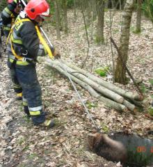 Strażacy i leśnicy uratowali bobra